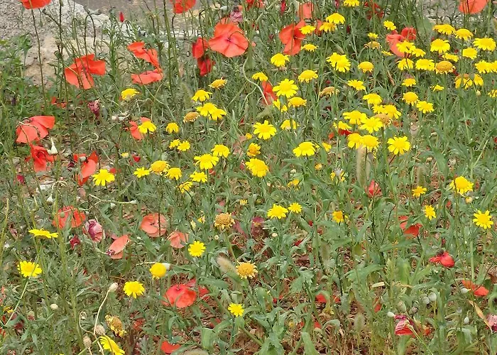 Apartmán Cite Du Sel Porto-Vecchio (Corsica)